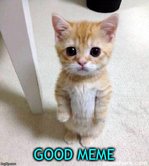 Cute Cat Meme | GOOD MEME | image tagged in memes,cute cat | made w/ Imgflip meme maker