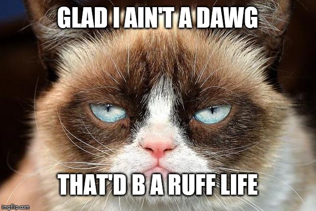 Grumpy Cat Not Amused | GLAD I AIN'T A DAWG; THAT'D B A RUFF LIFE | image tagged in memes,grumpy cat not amused,grumpy cat | made w/ Imgflip meme maker