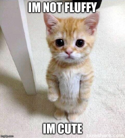 Cute Cat | IM NOT FLUFFY; IM CUTE | image tagged in memes,cute cat,cats,cat,cute cats | made w/ Imgflip meme maker