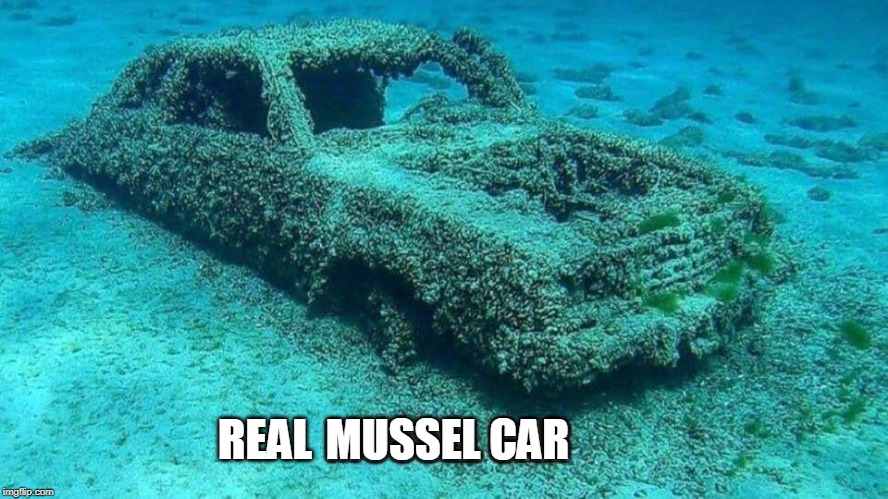 SPPONGEBOB WOULD WANT IT | REAL; MUSSEL CAR | image tagged in memes,muscle car,underwater,sea life | made w/ Imgflip meme maker