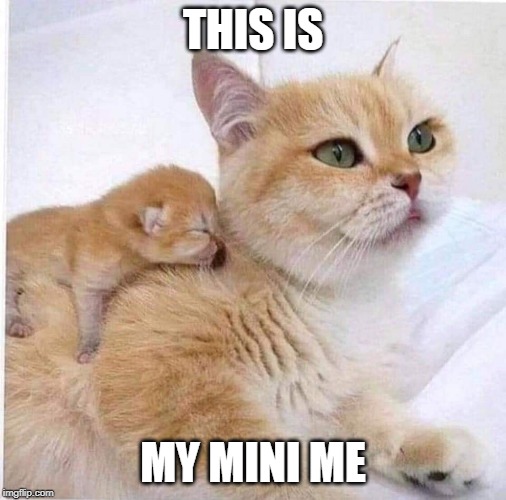 MINI ME | THIS IS; MY MINI ME | image tagged in mini me,cats,funny cats,kitten | made w/ Imgflip meme maker