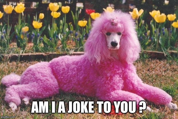 Poodle | AM I A JOKE TO YOU ? | image tagged in poodle | made w/ Imgflip meme maker