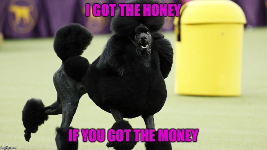 Best in Show | I GOT THE HONEY; IF YOU GOT THE MONEY | image tagged in poodle | made w/ Imgflip meme maker