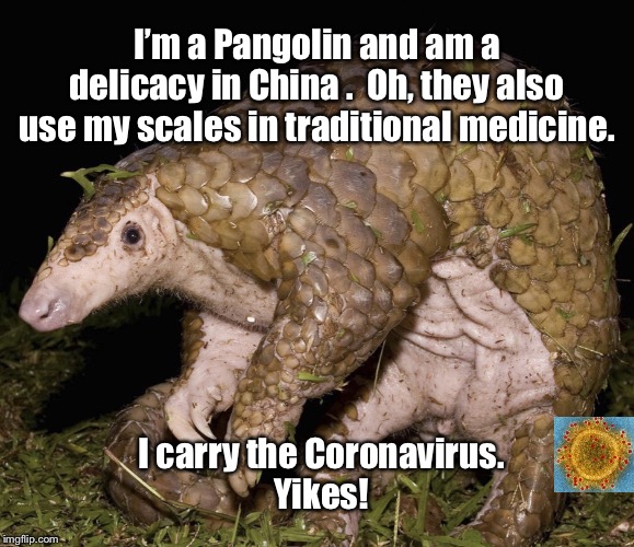 Cuddly Pangolin-demic | I’m a Pangolin and am a delicacy in China .  Oh, they also use my scales in traditional medicine. I carry the Coronavirus.
Yikes! | image tagged in scary things in china,pangolin,coronavirus,memes | made w/ Imgflip meme maker
