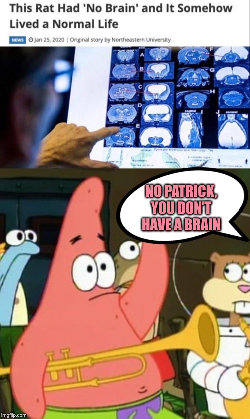Yeah this is small brain time. | NO PATRICK, YOU DON’T HAVE A BRAIN | image tagged in memes,no patrick,brain,funny,spongebob squarepants | made w/ Imgflip meme maker