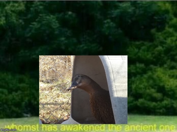 Whomst has awakened the ancient one | image tagged in whomst has awakened the ancient one | made w/ Imgflip meme maker