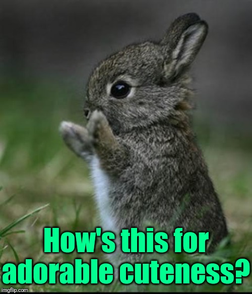 Cute Bunny | How's this for adorable cuteness? | image tagged in cute bunny | made w/ Imgflip meme maker