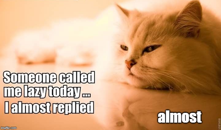 I almost replied | almost | image tagged in lazy cat,cat humor | made w/ Imgflip meme maker