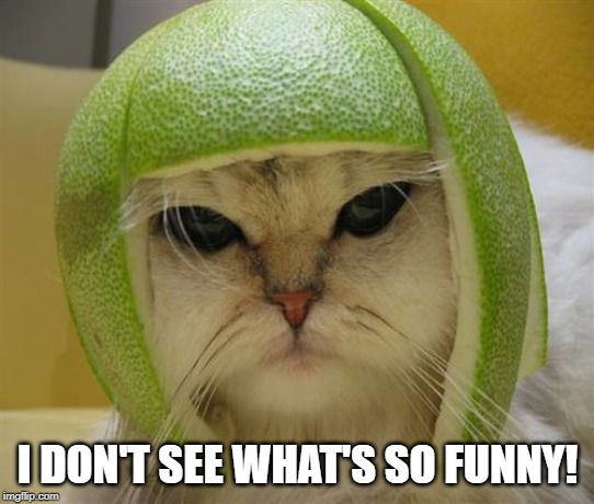 I Don't See What's So Funny | I DON'T SEE WHAT'S SO FUNNY! | image tagged in cat in lime football helmet | made w/ Imgflip meme maker