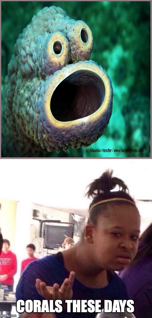 Black Girl Wat | CORALS THESE DAYS | image tagged in memes,black girl wat | made w/ Imgflip meme maker