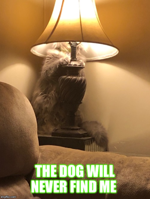 THE DOG WILL NEVER FIND ME | image tagged in cats,funny cats,funny memes,dogs,hiding,lmao | made w/ Imgflip meme maker