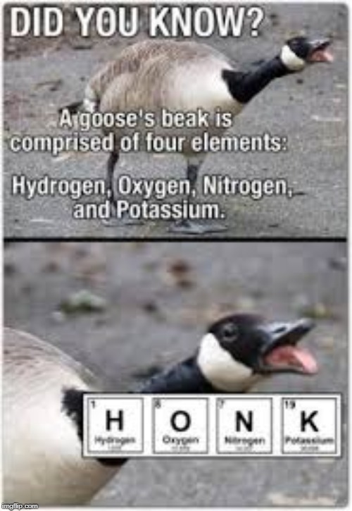 honk | image tagged in honk,did you know,hydrogen,oxygen,nitrogen,duck | made w/ Imgflip meme maker