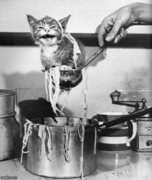 NEVER COOK CATS! | image tagged in never cook cats | made w/ Imgflip meme maker