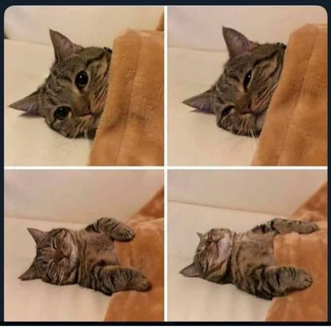 High Quality Sleepy cat Blank Meme Template