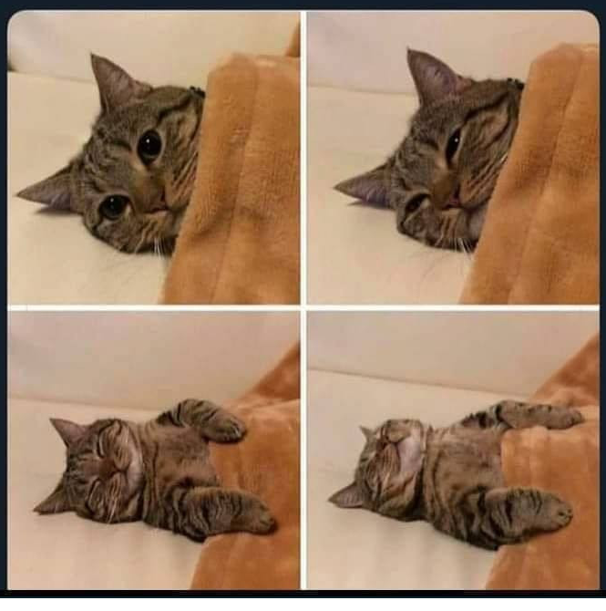 Sleepy cat Blank Meme Template