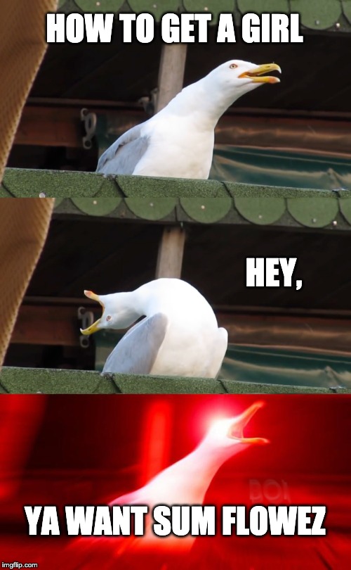 Inhaling seagull | HOW TO GET A GIRL; HEY, YA WANT SUM FLOWEZ | image tagged in inhaling seagull | made w/ Imgflip meme maker