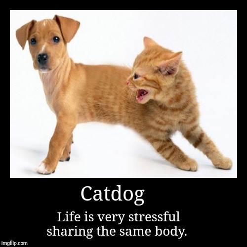 Catdog | image tagged in funny,demotivationals,catdog,cat,dog,cats | made w/ Imgflip demotivational maker