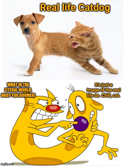 Catdog meme | Real life Catdog; WHAT IN THE LITERAL WORLD, DOG? YOU BOOMER! It's just a image of the real life us. Chill, cat. | image tagged in catdog,memes,meme,cat,cats,dog | made w/ Imgflip meme maker