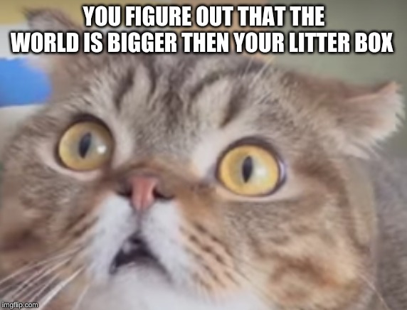 YOU FIGURE OUT THAT THE WORLD IS BIGGER THEN YOUR LITTER BOX | image tagged in funny cats | made w/ Imgflip meme maker