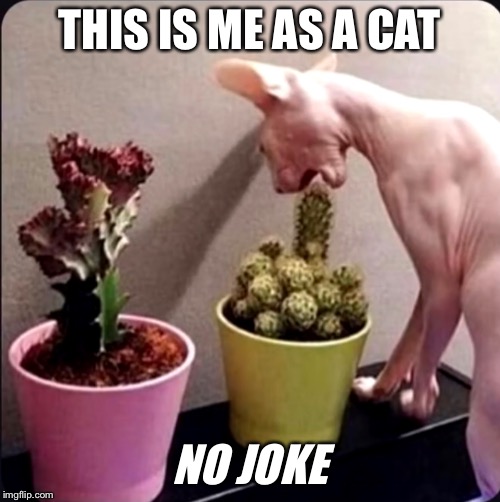 Cat-ctus | THIS IS ME AS A CAT; NO JOKE | image tagged in cat,cactus | made w/ Imgflip meme maker