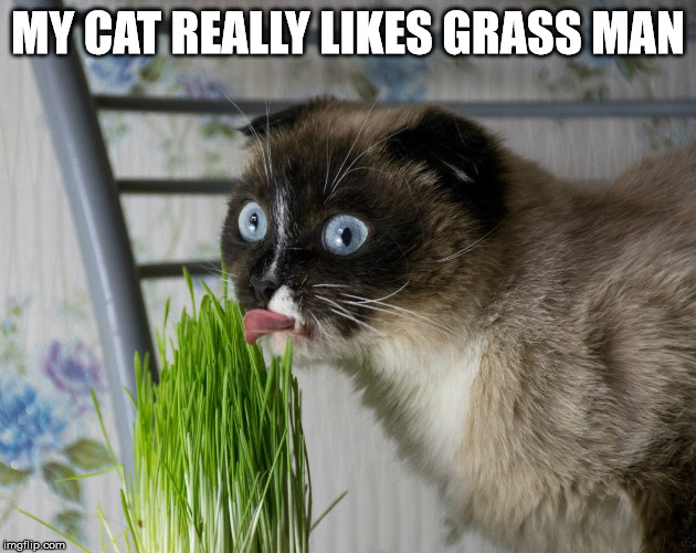 Checkout his eyes | MY CAT REALLY LIKES GRASS MAN | image tagged in stoned,cat | made w/ Imgflip meme maker