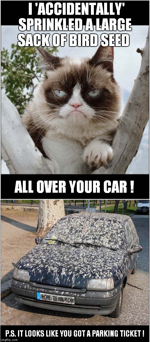 Grumpy Hopes Your Having A Bad Day | I 'ACCIDENTALLY' SPRINKLED A LARGE SACK OF BIRD SEED; ALL OVER YOUR CAR ! P.S. IT LOOKS LIKE YOU GOT A PARKING TICKET ! | image tagged in fun,grumpy cat,bad parking | made w/ Imgflip meme maker