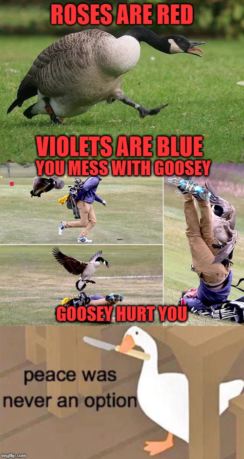 Dont mess with goosey | ROSES ARE RED; VIOLETS ARE BLUE; YOU MESS WITH GOOSEY; GOOSEY HURT YOU | image tagged in angry canada goose,canadian goose attack,untitled goose peace was never an option,goosey,funny,fun | made w/ Imgflip meme maker