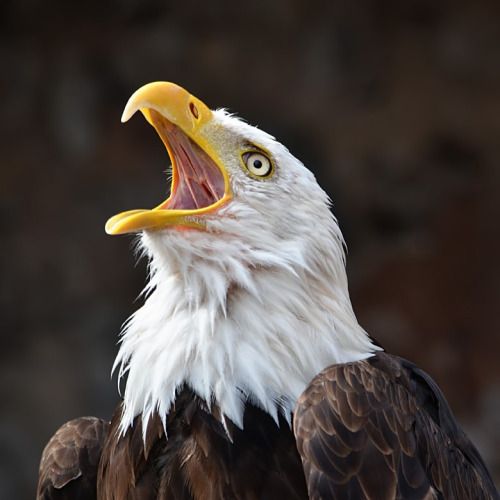 High Quality eagle Blank Meme Template