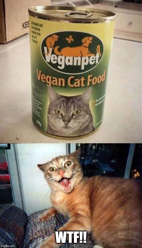 WTF!! | image tagged in crazy cat,vegan cat food | made w/ Imgflip meme maker