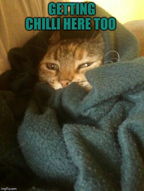 cold cat | GETTING CHILLI HERE TOO | image tagged in cold cat | made w/ Imgflip meme maker