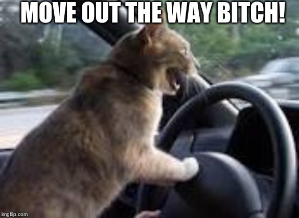 angry cat | MOVE OUT THE WAY BITCH! | image tagged in memes | made w/ Imgflip meme maker
