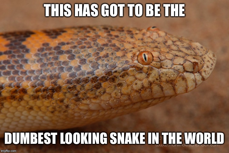 Looks like a moron from the Simpsons | THIS HAS GOT TO BE THE; DUMBEST LOOKING SNAKE IN THE WORLD | image tagged in stupid snake,morons,simpsons | made w/ Imgflip meme maker