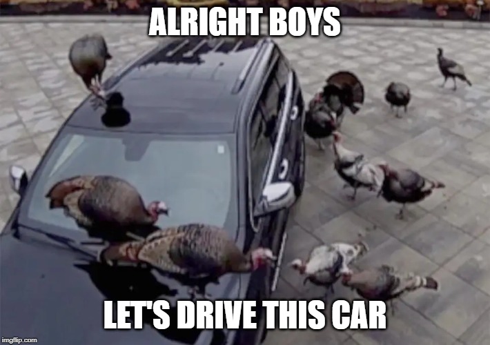 ALRIGHT BOYS; LET'S DRIVE THIS CAR | image tagged in ducks,funny,memes,cars,boys | made w/ Imgflip meme maker
