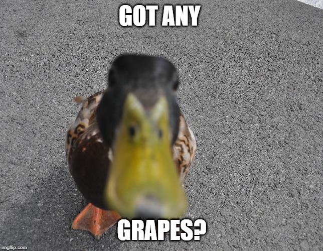 Got any grapes? | GOT ANY; GRAPES? | image tagged in yall got any more of,funny,memes,grapes,ducks,duck | made w/ Imgflip meme maker