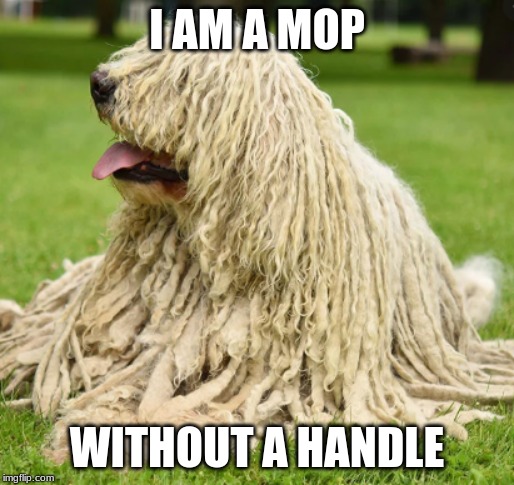 I AM A MOP; WITHOUT A HANDLE | image tagged in philosoraptor | made w/ Imgflip meme maker