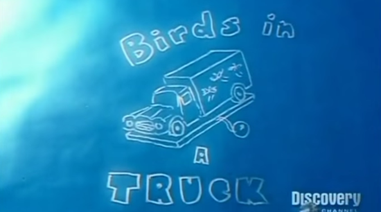 Birds in a Truck Blank Meme Template