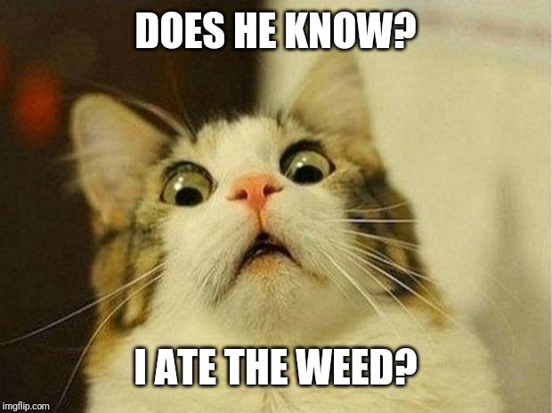 Scared Cat Meme | DOES HE KNOW? I ATE THE WEED? | image tagged in memes,scared cat | made w/ Imgflip meme maker