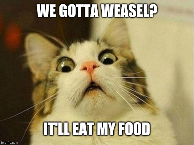 Scared Cat Meme | WE GOTTA WEASEL? IT'LL EAT MY FOOD | image tagged in memes,scared cat | made w/ Imgflip meme maker