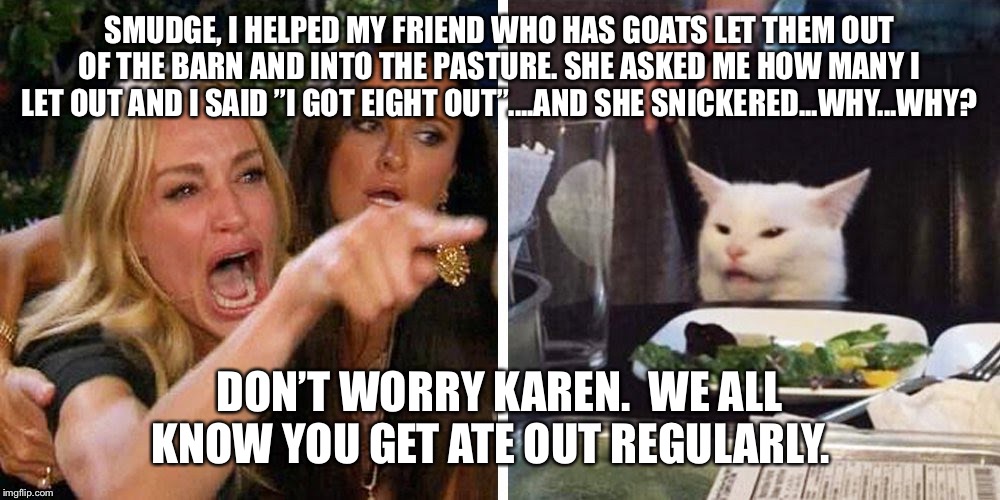 Smudge the cat | SMUDGE, I HELPED MY FRIEND WHO HAS GOATS LET THEM OUT OF THE BARN AND INTO THE PASTURE. SHE ASKED ME HOW MANY I LET OUT AND I SAID ”I GOT EIGHT OUT”....AND SHE SNICKERED...WHY...WHY? DON’T WORRY KAREN.  WE ALL KNOW YOU GET ATE OUT REGULARLY. | image tagged in smudge the cat | made w/ Imgflip meme maker