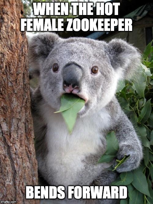 Surprised Koala | WHEN THE HOT FEMALE ZOOKEEPER; BENDS FORWARD | image tagged in memes,surprised koala | made w/ Imgflip meme maker