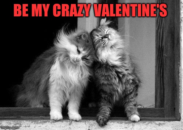 Loving cats | BE MY CRAZY VALENTINE'S | image tagged in loving cats | made w/ Imgflip meme maker