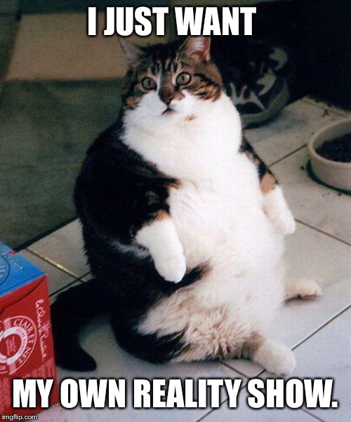 fat cat | I JUST WANT; MY OWN REALITY SHOW. | image tagged in fat cat | made w/ Imgflip meme maker