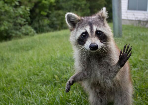Raccoon waving Blank Meme Template
