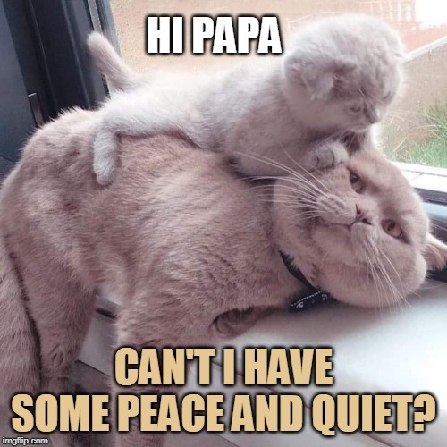 HI PAPA; CAN'T I HAVE SOME PEACE AND QUIET? | image tagged in cats,funny cats,kitten | made w/ Imgflip meme maker
