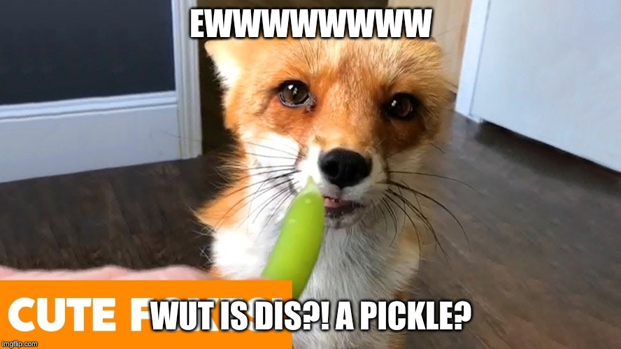 EWWWWWWWW; WUT IS DIS?! A PICKLE? | image tagged in pickles,fox,eating,cute,adorable | made w/ Imgflip meme maker