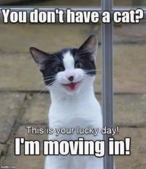 movin in | image tagged in cat humor,movin in | made w/ Imgflip meme maker