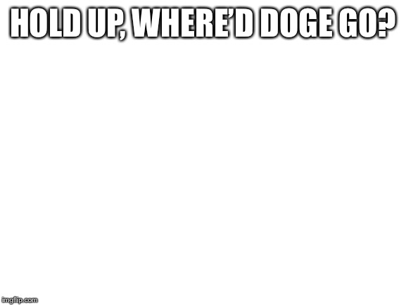 Blank White Template | HOLD UP, WHERE’D DOGE GO? | image tagged in blank white template | made w/ Imgflip meme maker