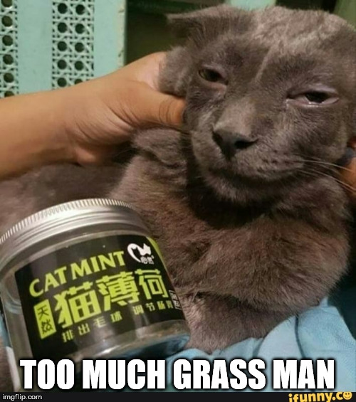 High Cat | TOO MUCH GRASS MAN | image tagged in high cat | made w/ Imgflip meme maker