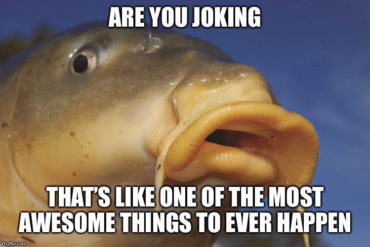 Carp | ARE YOU JOKING THAT’S LIKE ONE OF THE MOST AWESOME THINGS TO EVER HAPPEN | image tagged in carp | made w/ Imgflip meme maker