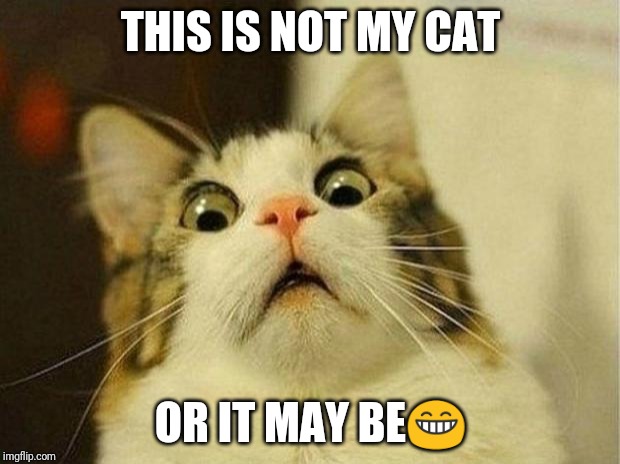 Scared Cat | THIS IS NOT MY CAT; OR IT MAY BE😁 | image tagged in memes,scared cat | made w/ Imgflip meme maker